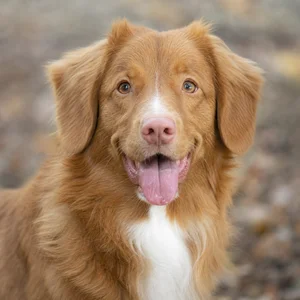 Nova Scotia Duck Tolling Retriever — happy