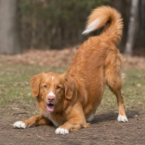 Nova Scotia Duck Tolling Retriever — playful