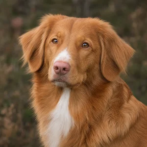 Nova Scotia Duck Tolling Retriever — relaxed