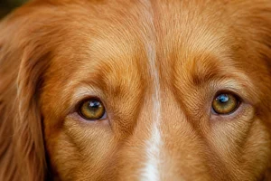 Nova Scotia Duck Tolling Retriever — eyes