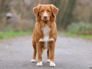 Nova Scotia Duck Tolling Retriever — front