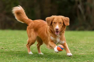 Nova Scotia Duck Tolling Retriever — playing