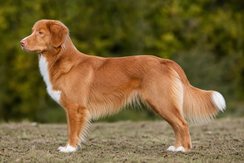 Nova Scotia Duck Tolling Retriever — side