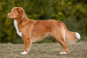 Nova Scotia Duck Tolling Retriever dog