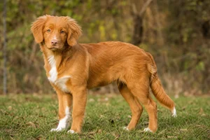 Nova Scotia Duck Tolling Retriever — puppy (~4 mo)