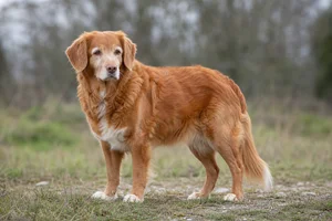 Nova Scotia Duck Tolling Retriever — senior