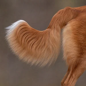 Nova Scotia Duck Tolling Retriever — tail
