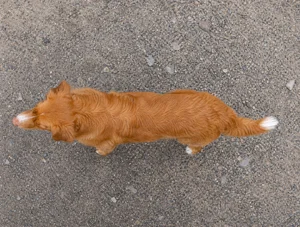 Nova Scotia Duck Tolling Retriever — top