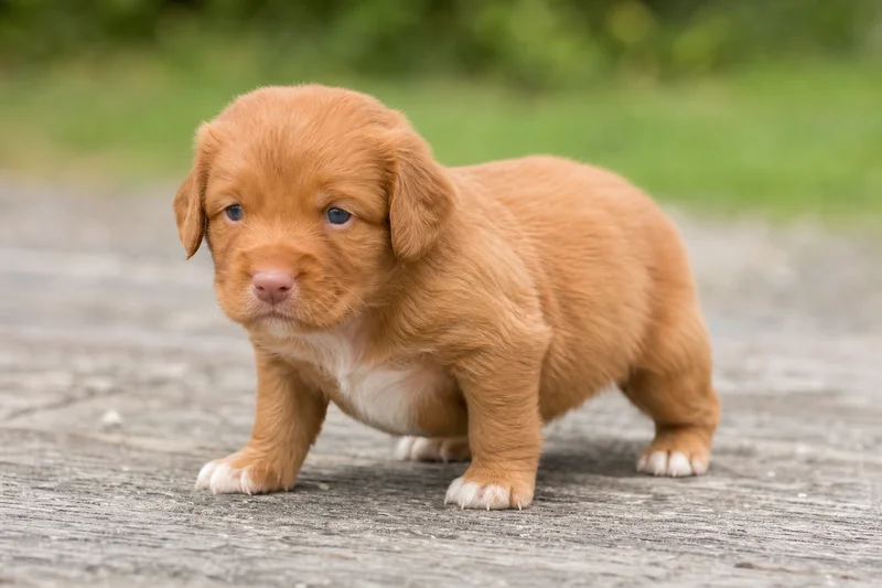 Nova Scotia Duck Tolling Retriever — young puppy (~1 mo)