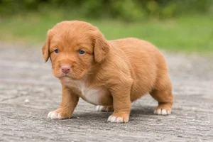 Nova Scotia Duck Tolling Retriever — young puppy (~1 mo)