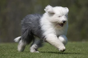 Old English Sheepdog — running