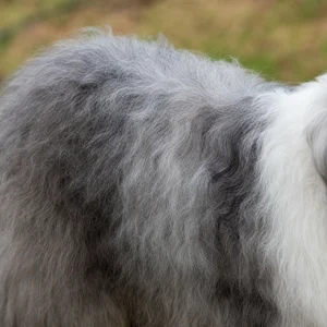 Old English Sheepdog — coat texture
