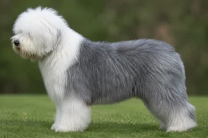 Old English Sheepdog — Blue coat