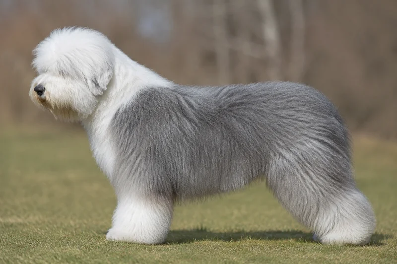 Old English Sheepdog — Gray coat