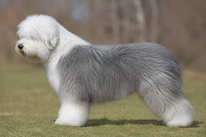 Old English Sheepdog — Gray coat