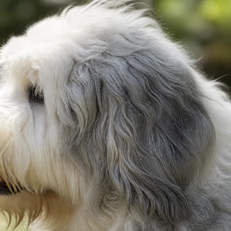 Old English Sheepdog — ears