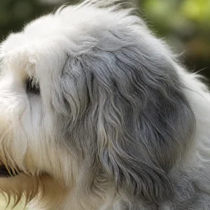 Old English Sheepdog — ears