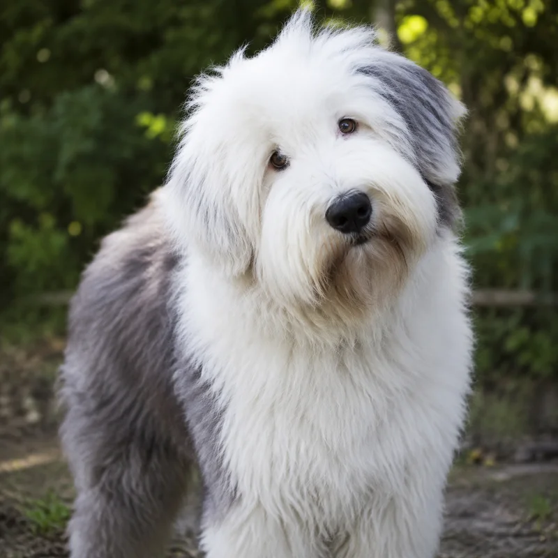 Old English Sheepdog — alert
