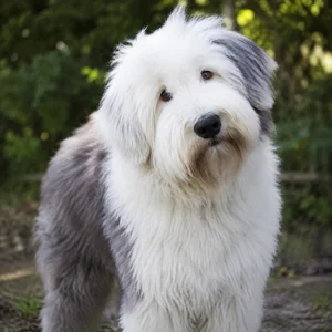 Old English Sheepdog — alert