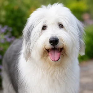 Old English Sheepdog — happy