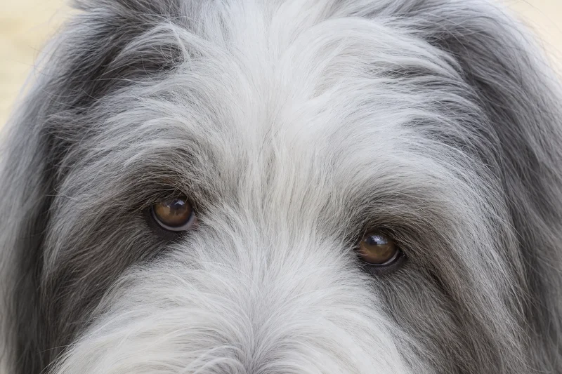 Old English Sheepdog — eyes