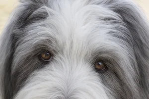 Old English Sheepdog — eyes