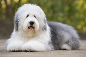 Old English Sheepdog — lying down