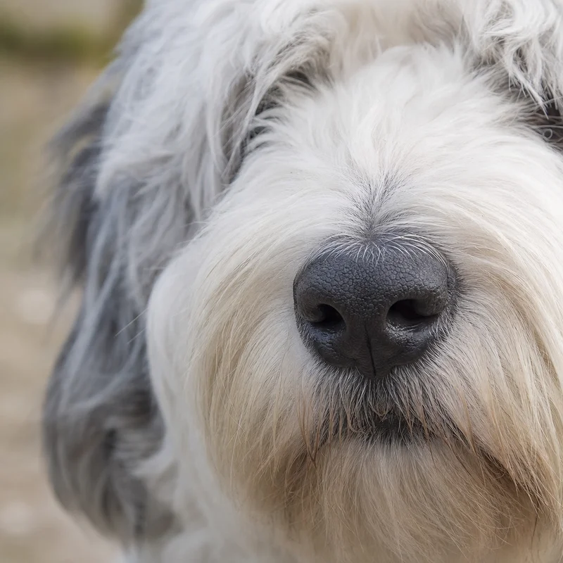 Old English Sheepdog — nose
