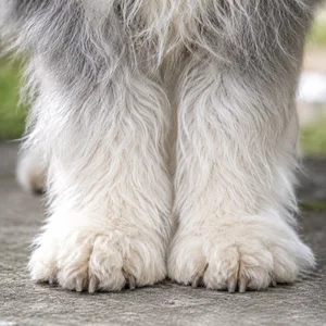 Old English Sheepdog — paws