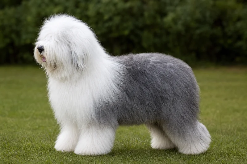Old English Sheepdog — side