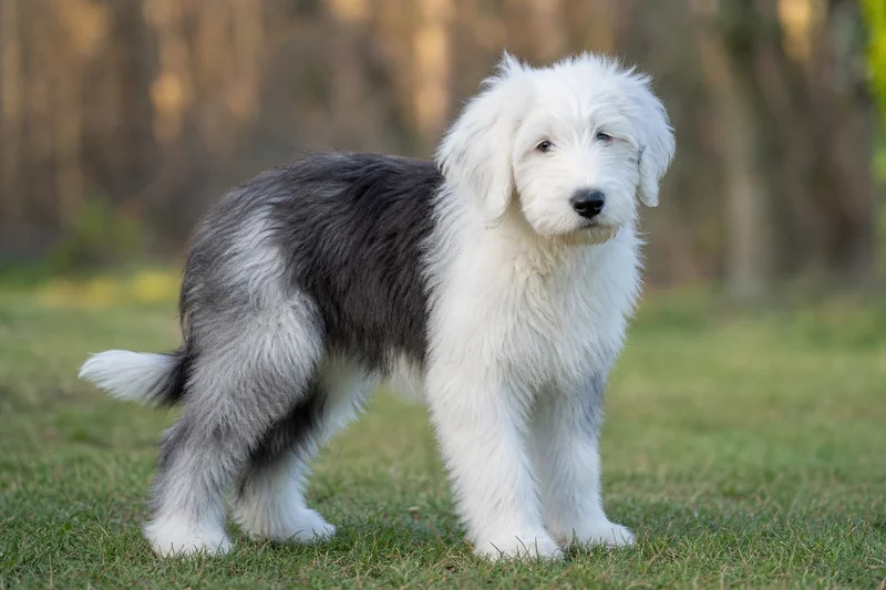 Old English Sheepdog — puppy (~4 mo)