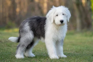 Old English Sheepdog — puppy (~4 mo)