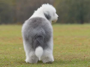 Old English Sheepdog — rear
