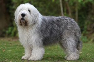 Old English Sheepdog — senior