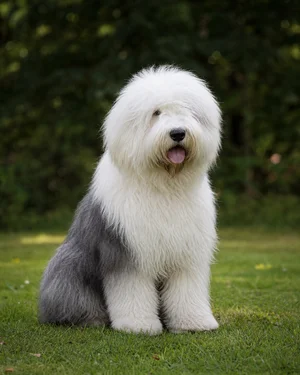 Old English Sheepdog — sitting