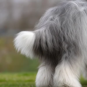 Old English Sheepdog — tail