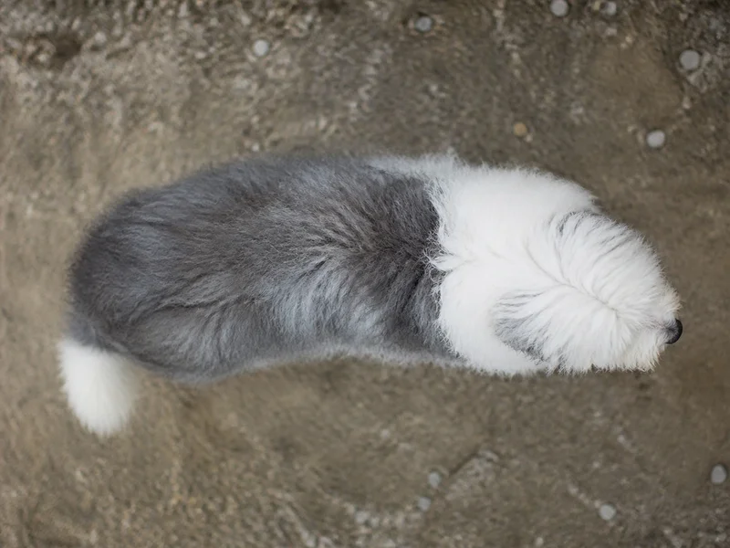 Old English Sheepdog — top