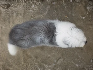 Old English Sheepdog — top