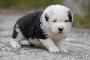 Old English Sheepdog — young puppy (~1 mo)