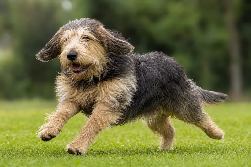 Otterhound — running