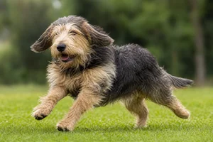 Otterhound — running