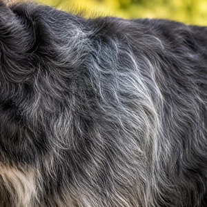 Otterhound — coat texture