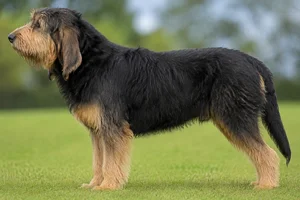 Otterhound — Black and Tan coat