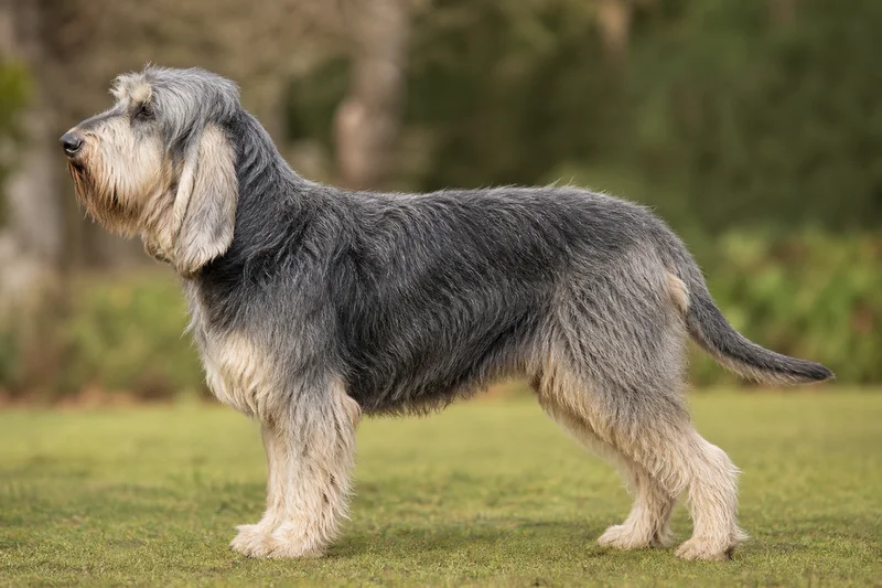 Otterhound — Blue and Cream coat