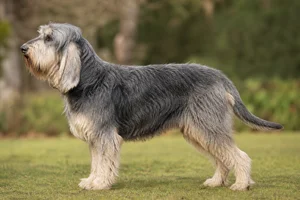 Otterhound — Blue and Cream coat
