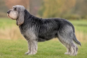 Otterhound — Grizzle coat