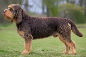 Otterhound — Liver and Tan coat