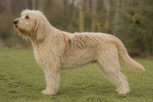 Otterhound — Wheaten coat