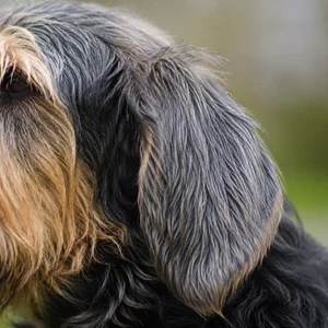 Otterhound — ears