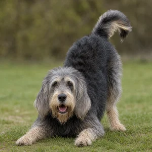 Otterhound — playful